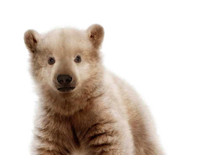 This is polar-grizzly bear cub hybrid. The hybrid looks like a polar bear cub but with some brown fur.