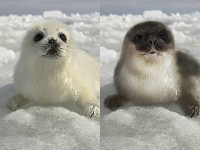 A harbor seal pup is on the left and a ringed seal pup is on the right.