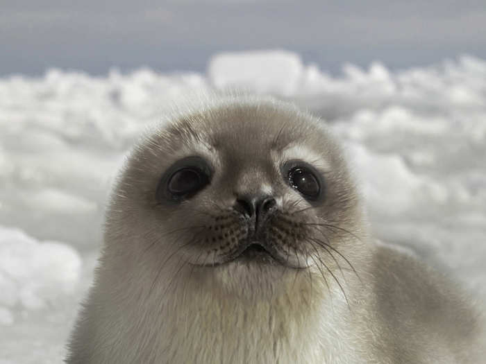 This is a harbor-ringed seal pup hybrid. The hybrid is mostly white, with some of the hooded seal pup