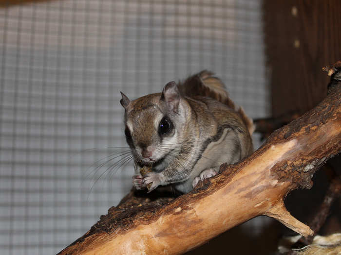 A southern-northern flying squirrel hybrid. As the climate warms, southern squirrels are pushing north to mate with northern flying squirrels. The hybrids are small like the southern species but have the grey-white belly fur of the northern animals.