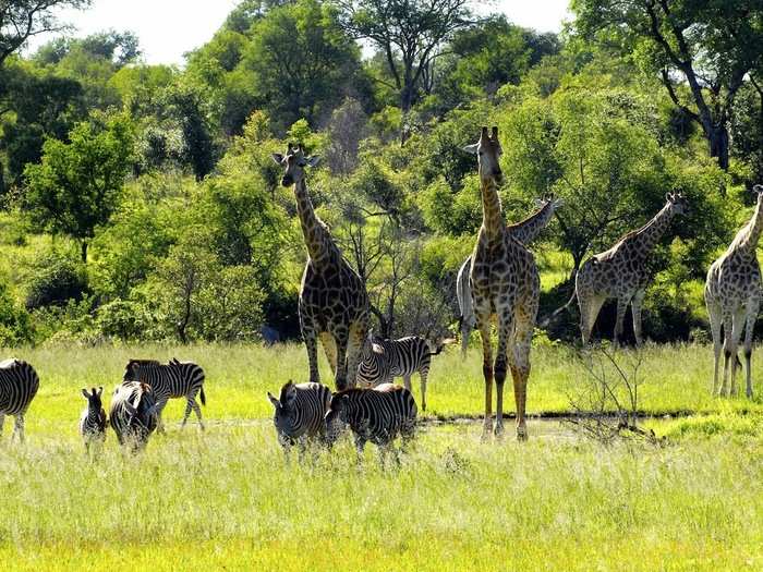 KRUGER NATIONAL PARK, SOUTH AFRICA: This park is one of the continent’s largest game reserves and is a prime spot for seeing the "Big Five": lions, leopards, rhinos, elephants, and buffaloes. It