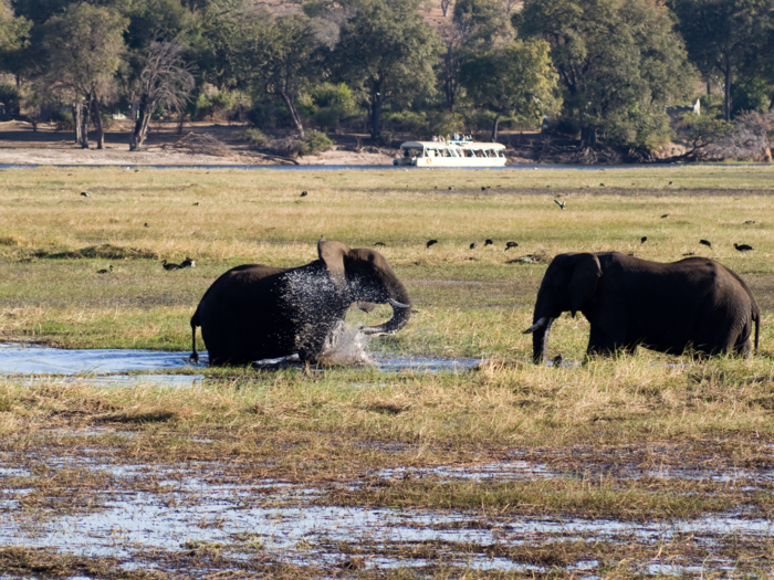 CHOBE NATIONAL PARK, BOTSWANA: It