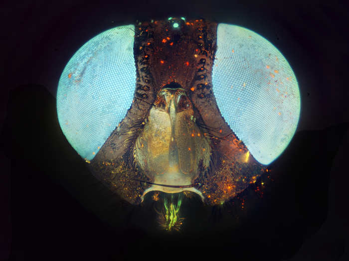 This microscopic image of a fly was taken using fluorescence microscopy.