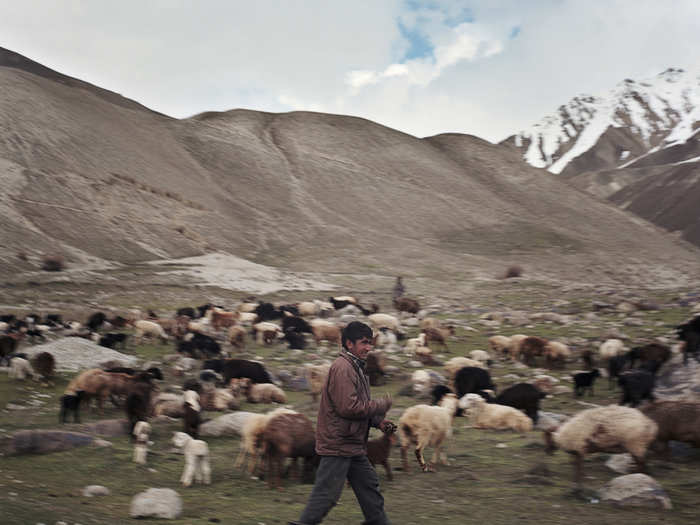 Their survival depends almost entirely on livestock. They keep sheep, yaks, goats, and camels for milk, meat, and wool and use the dung for heating fuel.