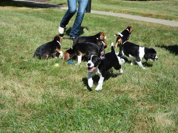 Seven pups were born in total — five beagles and two beagle-cocker spaniel mixes.