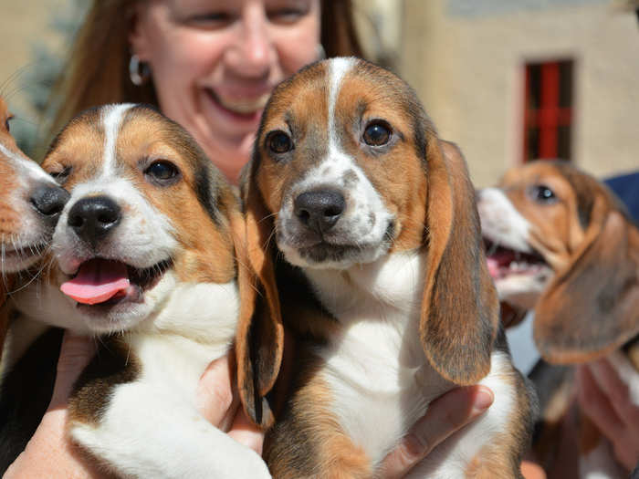 These puppies represent a major breakthrough.