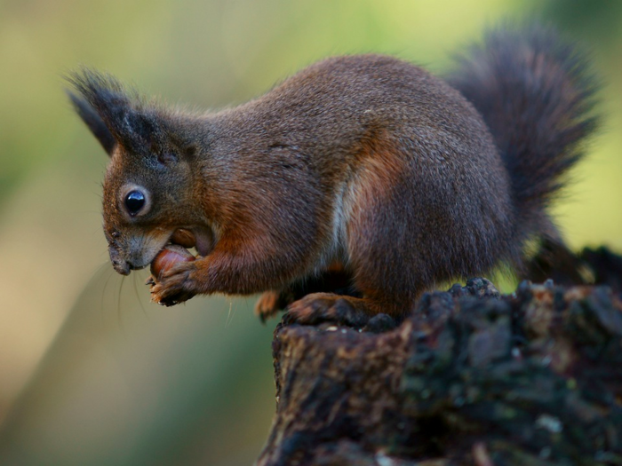 A squirrel toilet seat decal