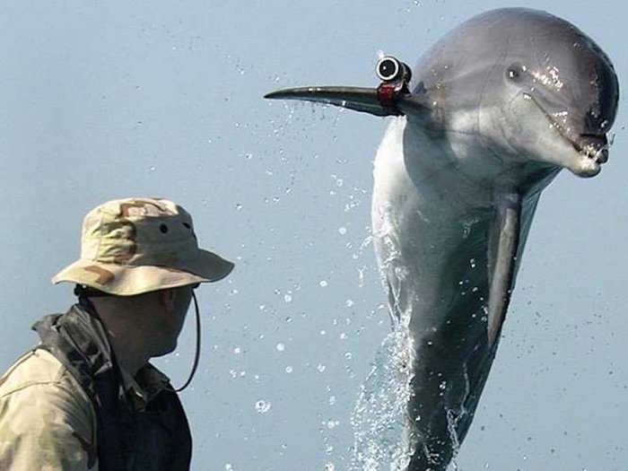 Mine-hunting dolphins