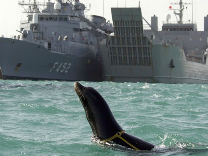 Defensive sea lions