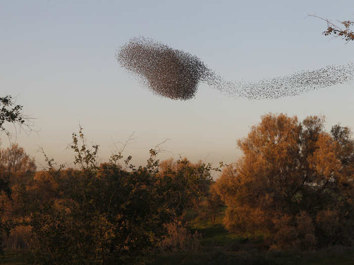 There are nearly 120 species of starlings, and they don