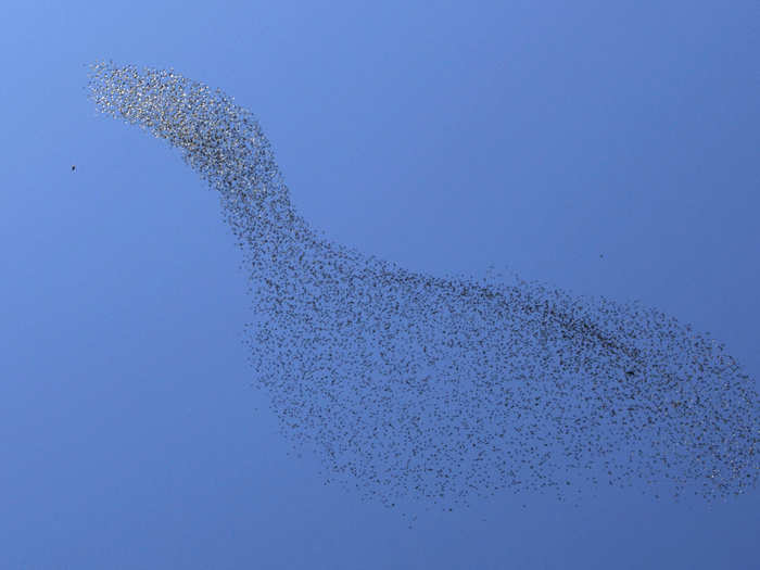 During non-breeding seasons, starlings will roost together in groups of hundreds to thousands. It