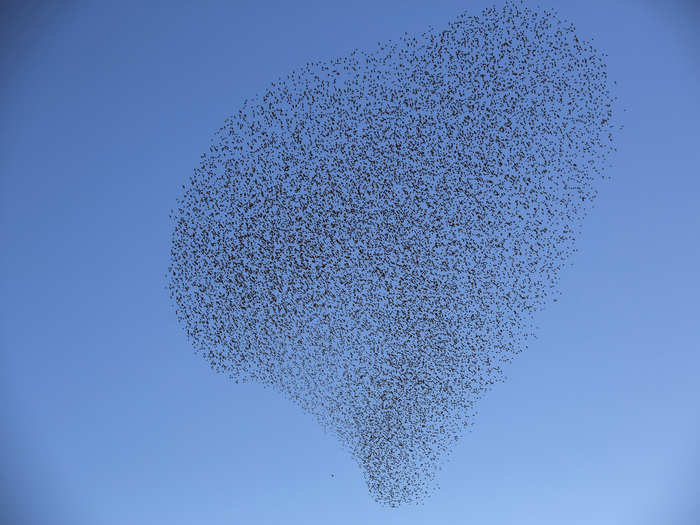 To some degree, physicists have managed to describe the random motion of murmurations with the same equations that they use to interpret phase transitions, like when a liquid turns to a gas.