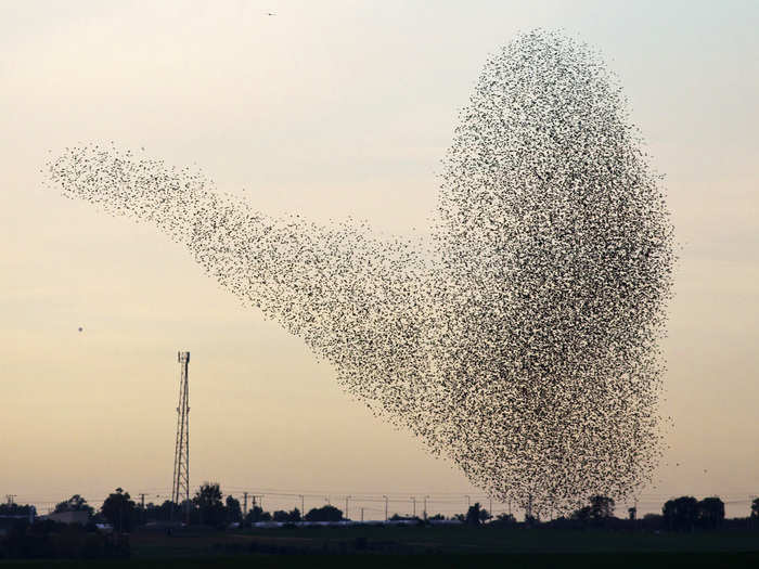 It seems like starlings at one end of the flock know exactly direction starlings on the other end — hundreds of birds apart — are going to move and when. And scientists can