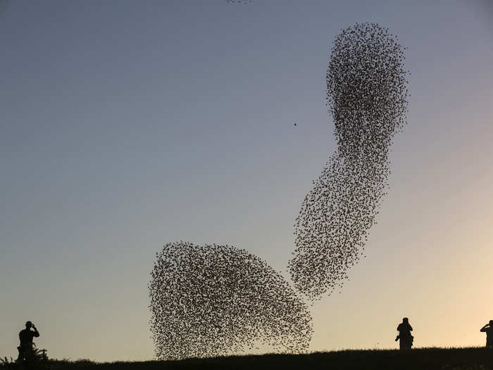 Regardless of how or why, starling murmurations are without-a-doubt one of the most peculiar natural phenomena in the sky.