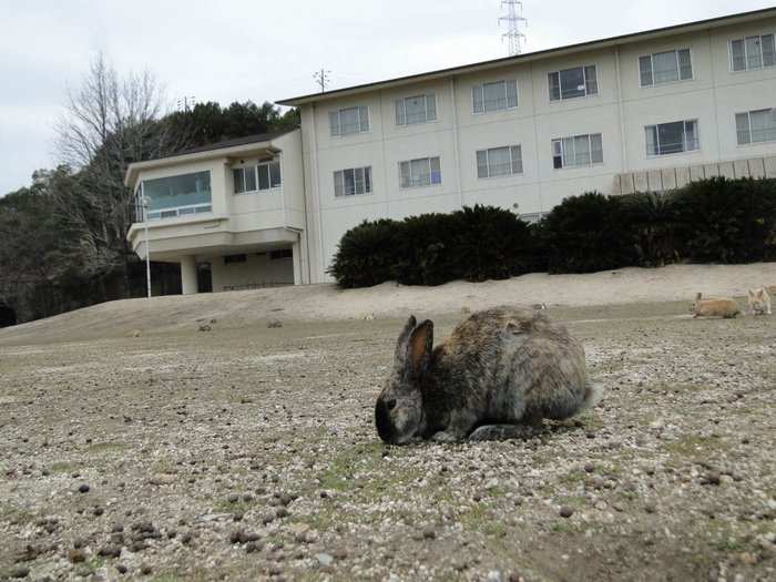 "There is only one hotel on the island with a big front yard, where indeed there were heaps of bunnies roaming around," Broekarts wrote.