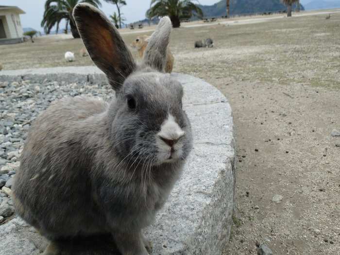 Visitors are encouraged to bring food for the rabbits, especially in the winter months when natural food sources are scarce. The rabbits prefer carrots, cabbage, and rabbit feed which can be purchased at the hotel for about $1 a cup. Dogs and cats are strictly forbidden from the island.