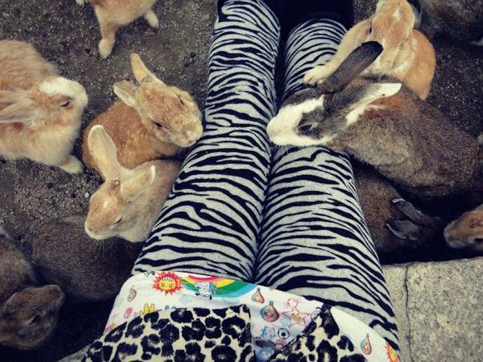 "Everywhere you walk on the island, bunnies will come up to you and sniff you ...