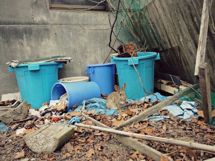 Broekarts says she saw more than 100 rabbits on the island during her stay. More than 300 rabbits are thought to roam the island and are considered harmless to visitors.