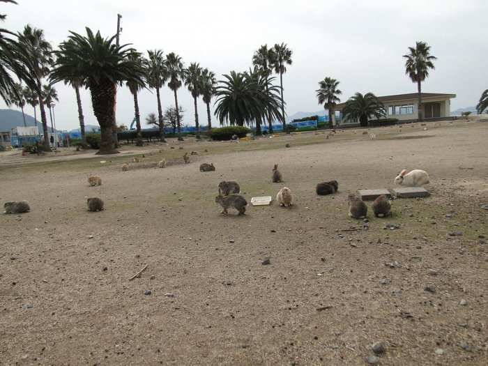 "The island also boosts a golf course, tennis court, playgrounds, beaches and campgrounds. Even though this day the place looked close to deserted, this little island attracts a lot more visitors on sunny summer days," Broekarts wrote. Okunoshima has an estimated 100,000 annual visitors.