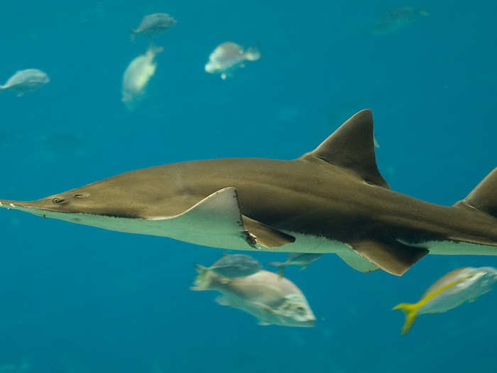 17. The Sawshark: It