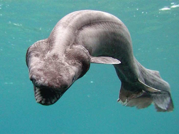 16. The Frilled Shark: The frilled shark lives deep near the bottom of the ocean, avoiding the attention of the media. It gets its name from the six sets of frilly gills that sit like a collar behind its head. It has 300 teeth and grows up to 1.8m (6ft.)