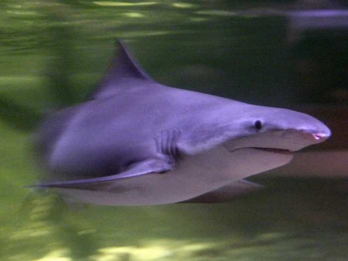 14. The Speartooth River Shark: This 6-footer makes our ranking because it can live in both salty AND fresh water — so even swimming in a river won