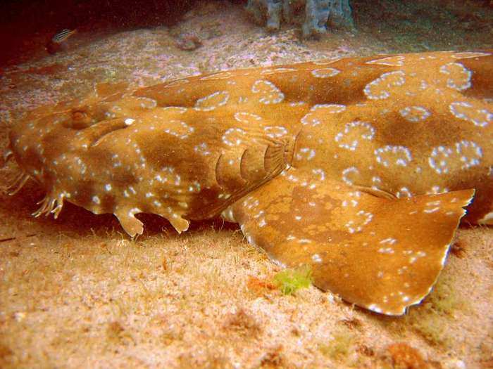 12. The Wobbegong: This bottom-dwelling 1.2m (4ft) Australian carpet shark gets its name from the Aboriginal, meaning "shaggy beard." The Aussies eat them in fish and chips.