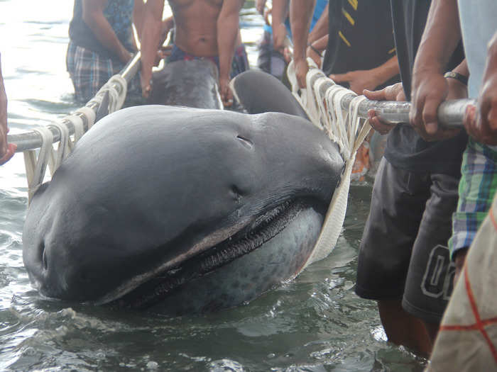 11. The Megamouth Shark: There are only about 60 living specimens of this incredibly rare beast. The one seen in the photo below was caught in the Philippines in January. They grow up to 5.5m (18ft) in length. They aren