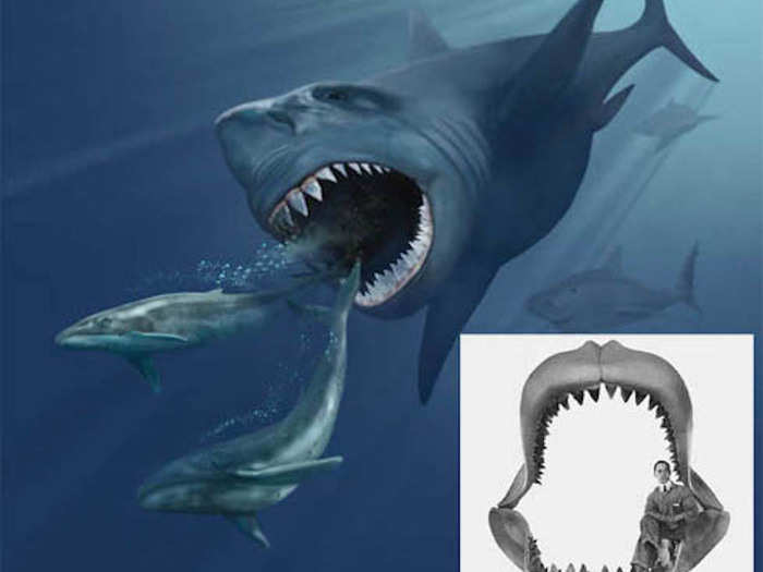 10. Megalodon: OK, so this shark became extinct 2.6 million years ago — but it was the largest shark ever, at up to 30m (98ft) long. This is a picture of a megalodon eating two whales! The inset shows how its jaws could comfortably accommodate a human.