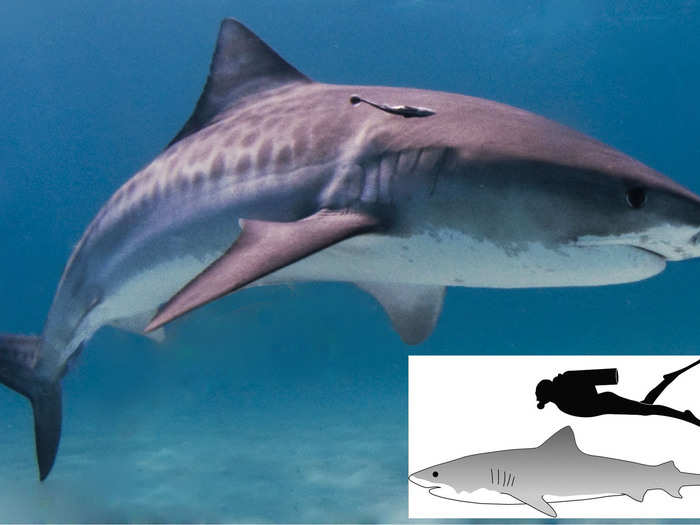 9. Tiger Shark: This shark will eat anything, including humans. One study found the remains of goats, horses, and even cats in the stomachs of tiger sharks. It even eats garbage!