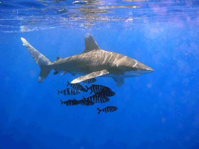 8. The White Tip: If your ship sinks, this is the shark that will eat you: It is thought to be the most deadly shark to humans, having consumed several hundred survivors of the sinkings of both the USS Indianapolis and the Novia Scotia in World War 2. It swims under the radar, however, because it is a deep sea fish.