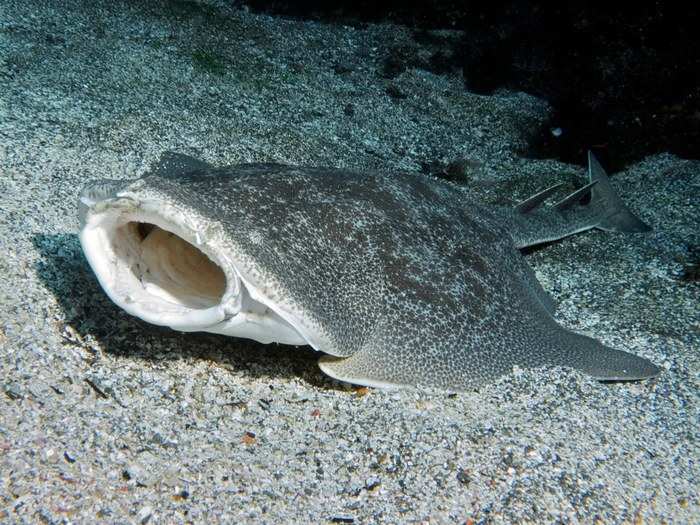 7. Angel Shark: Looks like a ray, acts like a catfish. The 1.5m (4ft) angel sits on the sandy bottom of the sea waiting for smaller fish to go by, and then it ambushes them. Bites divers too, but not fatally.