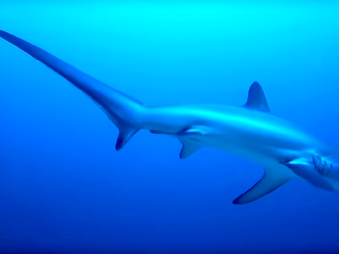 6. Thresher Shark: threshers look cool for a reason - they use their tails to whip individual fish, stunning them so they can be eaten. Half the body length of a 6m / 20ft thresher is its rear fin.