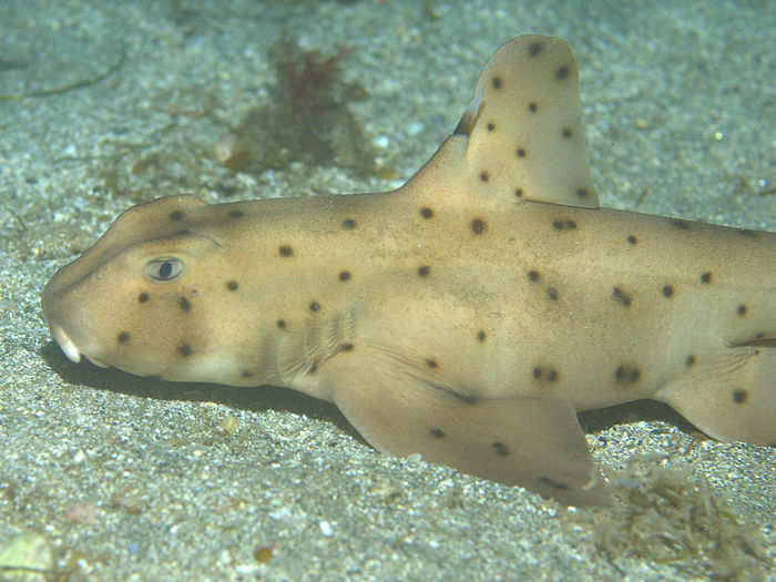 5. The Horn Shark: If you want a shark as a pet then the gentle, sluggish horn shark is the way to go. It hangs out on the seabed, grazing on shellfish until its teeth turn purple. Sleeps during the day and comes out at night. Never strays more than 10 miles from its home.