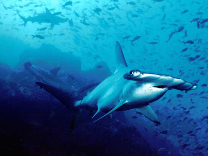 3. The Hammerhead: Do NOT mess with a hammerhead. They can grow up to 6m (20ft) and have 360-degree vision. Now consider their sex life: "the male hammerhead shark will bite the female shark quite violently until she agrees to mate."* They eat humans, too.