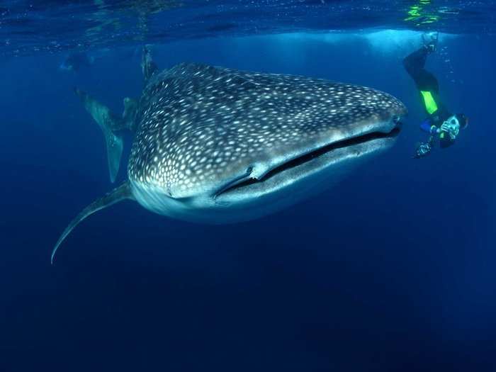 2. Whale Shark: The whale shark is the biggest at 13m (42ft) and the heaviest at 21 tonnes. It doesn