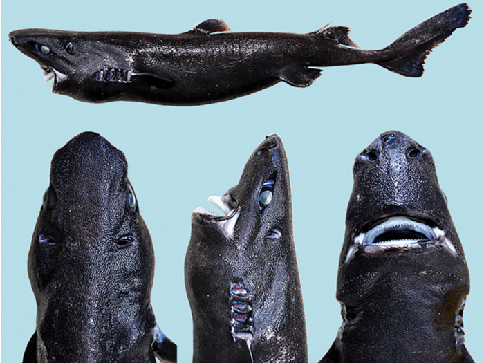 1. Ninja lanternshark: So unusual, we didn