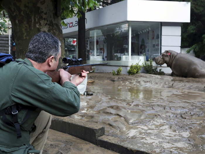 In one of the most surreal news stories of the year, animals from the zoo in Tbilisi, Georgia, including lions, tigers, bears, and wolves, escaped into the streets of the eastern European capital after a deadly flood. Here, a man shoots a tranquilizer dart to put a hippopotamus to sleep at a flooded street in Tbilisi on June 14, 2015.