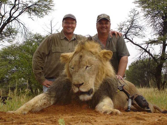 The death of Cecil the lion, a male Southwest African lion that lived in the Hwange National Park in Zimbabwe, sparked outrage in 2015. Cecil was shot by 55-year-old Walter Palmer, an American recreational big-game hunter in July. Since then, the Obama administration has placed African lions under the protection of the Endangered Species Act.