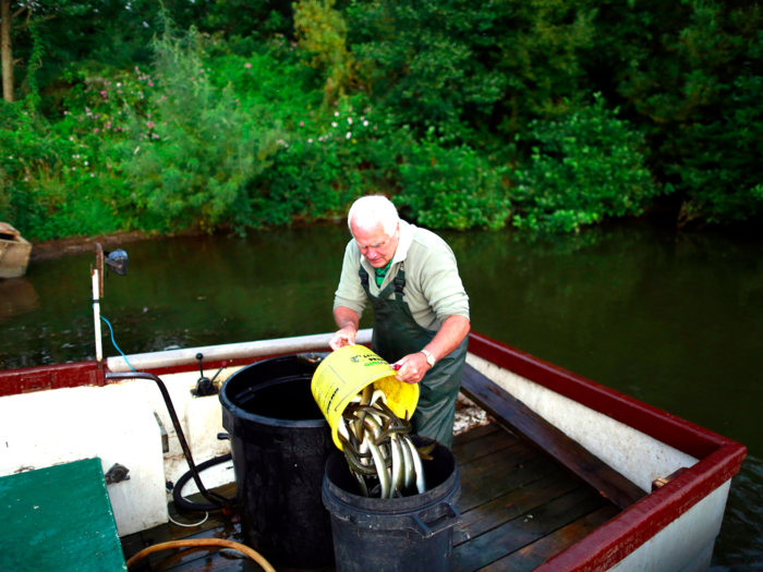 12. Eel ecologist – £22,000