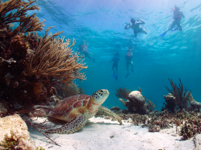 The nearby Akumal is famous for its large population of sea turtles. Take a day trip here and go snorkeling for up-close views you