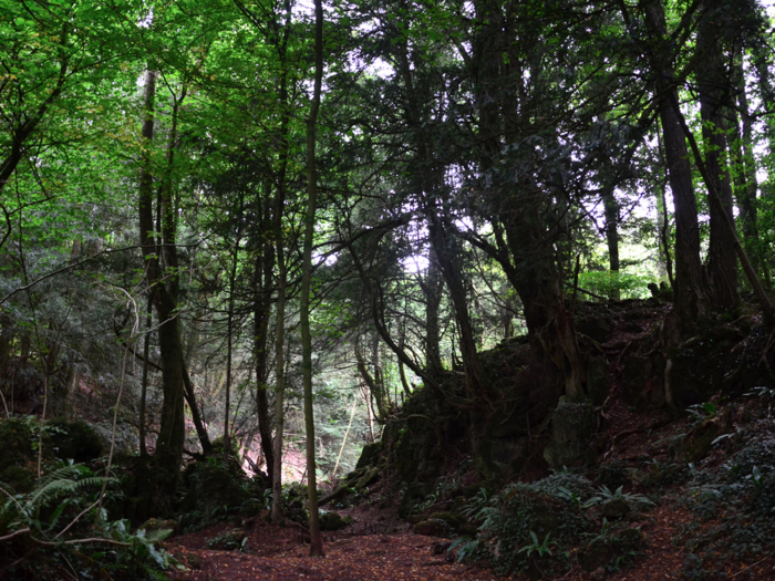 Puzzlewood in the Forest of Dean