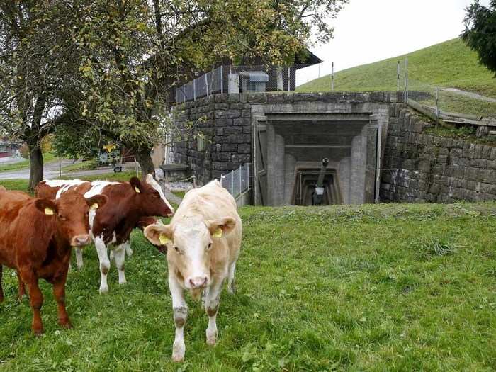 Cows wander the meadow in front of the former artillery fort, oblivious to the inactive gun pointed into their midst.