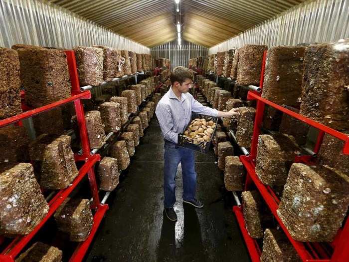 Food storage is a popular use for the structures. Here, Alex Lussi of Swiss mushroom producer Gotthard-Pilze picks a shiitake mushroom inside a former ammunition bunker near the town of Erstfeld.