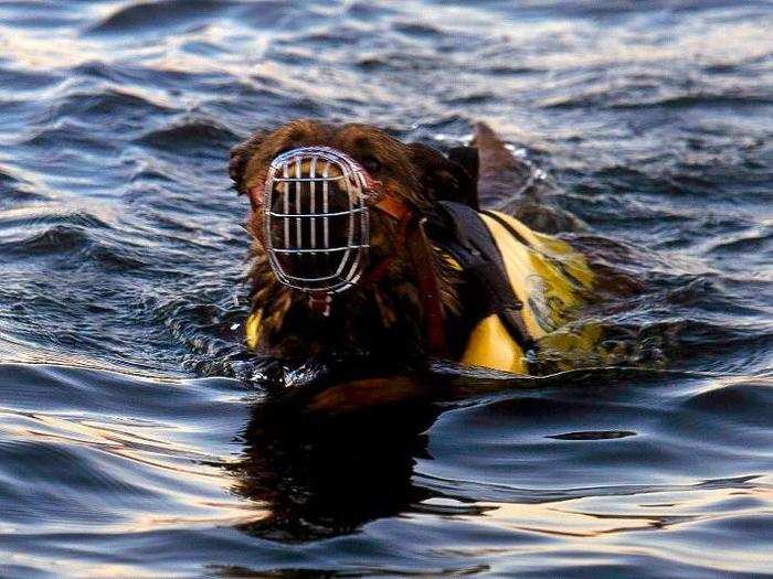 One of the first tests is training the dogs to be able to swim out past vision of the shore.