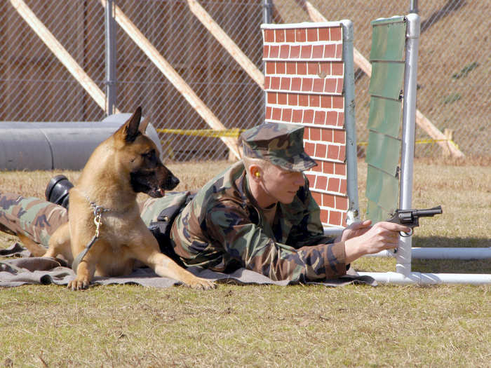 Sound conditioning is another major hurdle the dogs must overcome. They must become fully comfortable working around the sound of gunfire. Here, a handler shoots off blanks to familiarize his dog to the sounds of war.