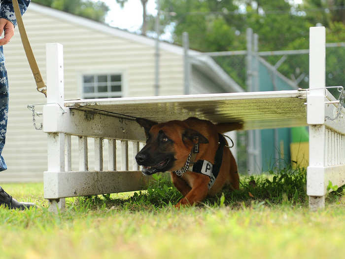 All dog candidates must also pass through a series of grueling physical exams, just like their handlers, to ensure their overall health and well being.