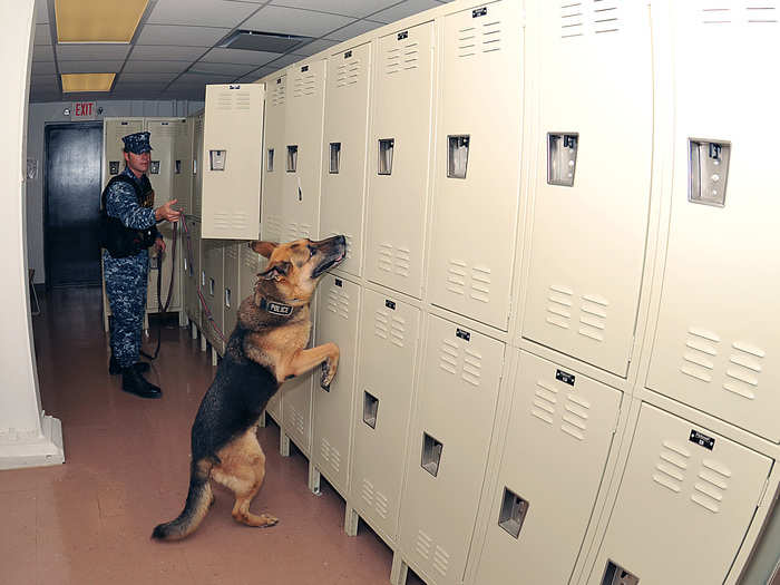 A series of exercises are used during training that, aside from further readying the dogs for their combat roles, also build a strong relationship between the handler and his dog. Handlers often refer to themselves as the dogs