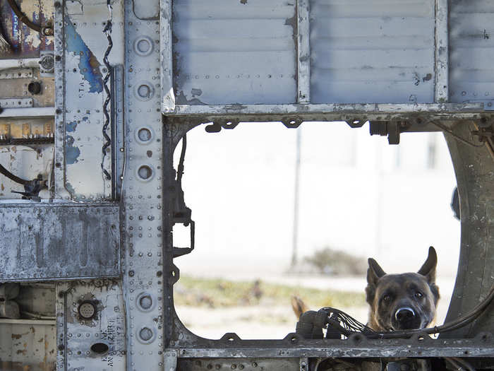 In the field, combat dogs are an invaluable asset. Here, a dog scouts ahead checking for explosives.