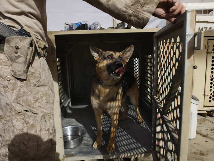 Canine units are still more accurate than both man and machine at detecting possible explosive threats.